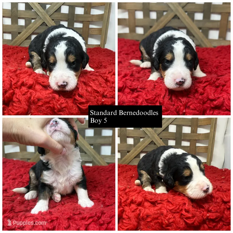 F1 Tri’s  – Bernedoodle puppy for sale in Dyersville, IA