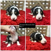 F1 Tri’s , a male Bernedoodle for sale in Dyersville, IA – 1 of 6