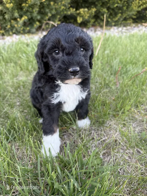 Milo-mini  – Miniature Bernedoodle puppy for sale in Dyersville, IA
