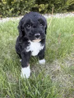 Milo-mini , a male Miniature Bernedoodle for sale in Dyersville, IA – 1 of 9
