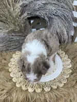 Merle chocolate girl , a female Bernedoodle for sale in Dyersville, IA – 9 of 9