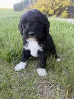 Milo-mini , a male Miniature Bernedoodle for sale in Dyersville, IA – 4 of 9