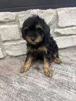 Mia, a female Miniature Bernedoodle for sale in Dyersville, IA – 4 of 4
