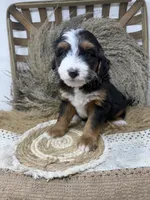 Mini Tri , a male Miniature Bernedoodle for sale in Dyersville, IA – 5 of 7