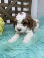 Parti-Mini , a male Miniature Goldendoodle for sale in Dyersville, IA – 5 of 10