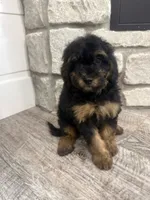 Holly, a female Miniature Bernedoodle for sale in Dyersville, IA – 4 of 6