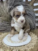 Merle chocolate girl , a female Bernedoodle for sale in Dyersville, IA – 4 of 9