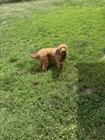 Jazzy- mini, a female Miniature Goldendoodle for sale in Dyersville, IA – 4 of 5