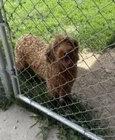 Jazzy- mini, a female Miniature Goldendoodle for sale in Dyersville, IA – 5 of 5