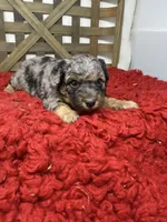 Merle Mini , a female Miniature Bernedoodle for sale in Dyersville, IA – 5 of 8