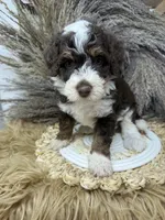 chocolate Tri , a female Bernedoodle for sale in Dyersville, IA – 4 of 6