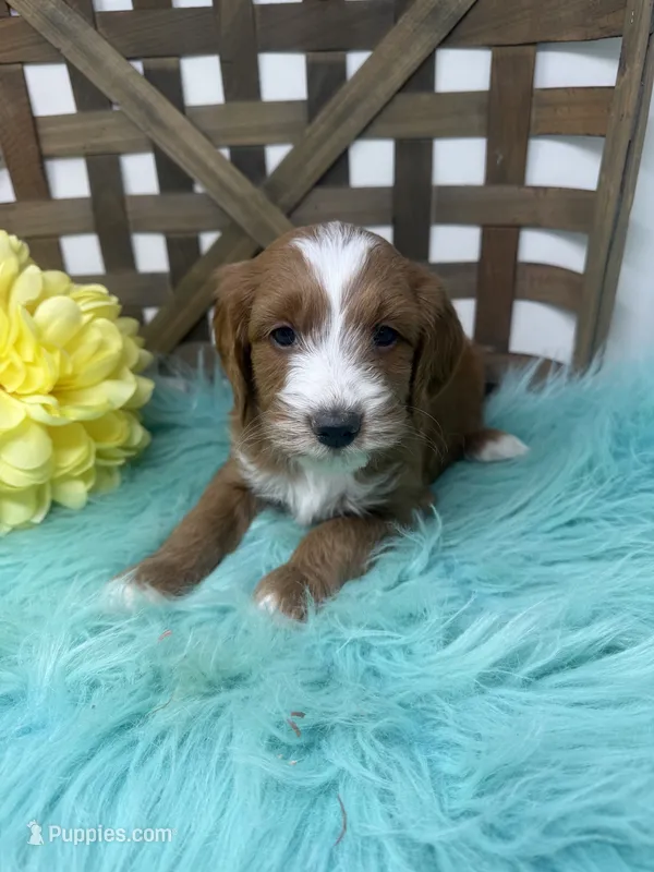 Tuxedo- Mini – Miniature Goldendoodle puppy for sale in Dyersville, IA