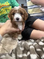 Bambi-mini , a female Miniature Goldendoodle for sale in Dyersville, IA – 5 of 8