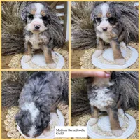 Merle medium , a female Bernedoodle for sale in Dyersville, IA – 2 of 6