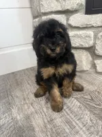 Holly, a female Miniature Bernedoodle for sale in Dyersville, IA – 5 of 6
