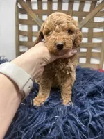 Mini boy , a male Miniature Goldendoodle for sale in Dyersville, IA – 3 of 7