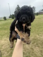 Sassy-mini , a female Miniature Bernedoodle for sale in Dyersville, IA – 6 of 7