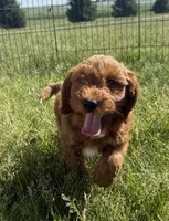 Dash- Mini , a male Miniature Goldendoodle for sale in Dyersville, IA – 6 of 8
