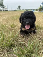 Sassy-mini , a female Miniature Bernedoodle for sale in Dyersville, IA – 7 of 7