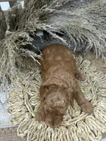 Mini , a female Miniature Goldendoodle for sale in Dyersville, IA – 4 of 7