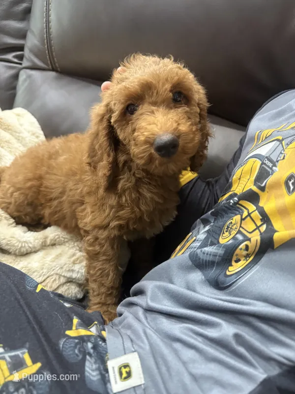 Summer  – Miniature Goldendoodle puppy for sale in Dyersville, IA