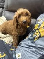 Summer , a female Miniature Goldendoodle for sale in Dyersville, IA – 1 of 6