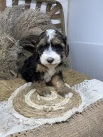 Tri , a male Miniature Bernedoodle for sale in Dyersville, IA – 2 of 7