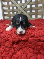 F1 girl , a female Bernedoodle for sale in Dyersville, IA – 4 of 5