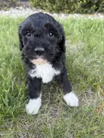 Milo-mini , a male Miniature Bernedoodle for sale in Dyersville, IA – 2 of 9