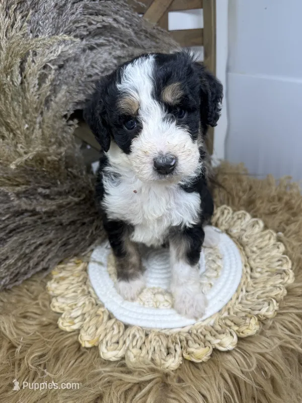 Tri girl medium  – Bernedoodle puppy for sale in Dyersville, IA