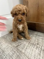 Summer-mini , a female Miniature Goldendoodle for sale in Dyersville, IA – 2 of 4