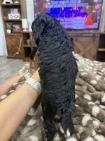 Holly-mini tri , a female Miniature Bernedoodle for sale in Dyersville, IA – 6 of 8