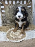 Mini Tri , a male Miniature Bernedoodle for sale in Dyersville, IA – 7 of 7