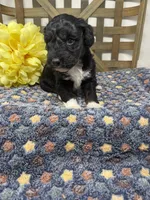Max-mini , a male Miniature Bernedoodle for sale in Dyersville, IA – Photo 3 of 7