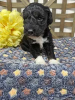 Max-mini , a male Miniature Bernedoodle for sale in Dyersville, IA – Photo 2 of 7