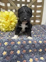 Max-mini , a male Miniature Bernedoodle for sale in Dyersville, IA – Photo 1 of 7