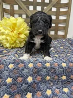 Max-mini , a male Miniature Bernedoodle for sale in Dyersville, IA – Photo 4 of 7