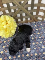 Max-mini , a male Miniature Bernedoodle for sale in Dyersville, IA – Photo 7 of 7