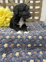 Max-mini , a male Miniature Bernedoodle for sale in Dyersville, IA – Photo 5 of 7