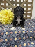 Max-mini , a male Miniature Bernedoodle for sale in Dyersville, IA – Photo 6 of 7