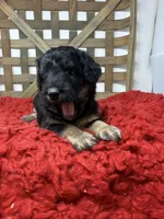 Minis , a female Miniature Bernedoodle for sale in Dyersville, IA – 3 of 7