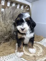 Tri mini , a female Miniature Bernedoodle for sale in Dyersville, IA – 2 of 8