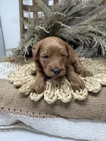 Mini Girl , a female Miniature Goldendoodle for sale in Dyersville, IA – 4 of 7