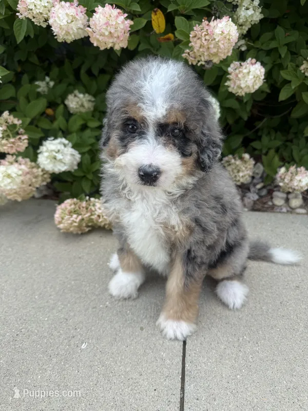 Merle medium  – Bernedoodle puppy for sale in Dyersville, IA