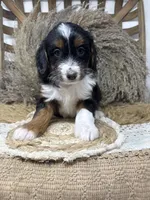 Tri girl , a female Miniature Bernedoodle for sale in Dyersville, IA – 6 of 7
