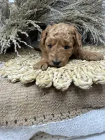 Mini , a female Miniature Goldendoodle for sale in Dyersville, IA – 2 of 7