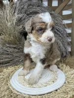 Merle chocolate girl , a female Bernedoodle for sale in Dyersville, IA – 3 of 9