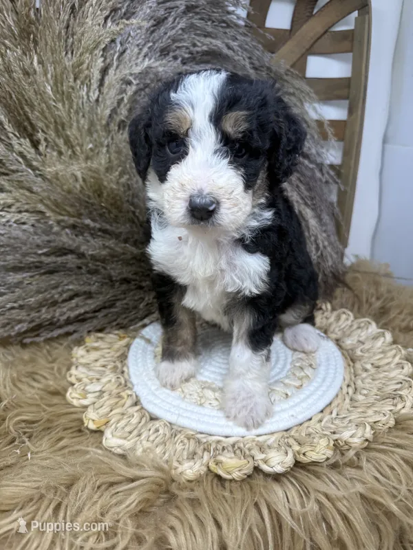 Tri girl medium 2  – Bernedoodle puppy for sale in Dyersville, IA