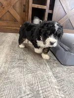 F1 boy , a male Bernedoodle for sale in Dyersville, IA – Photo 5 of 10