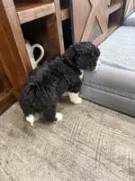 F1 boy , a male Bernedoodle for sale in Dyersville, IA – Photo 10 of 10